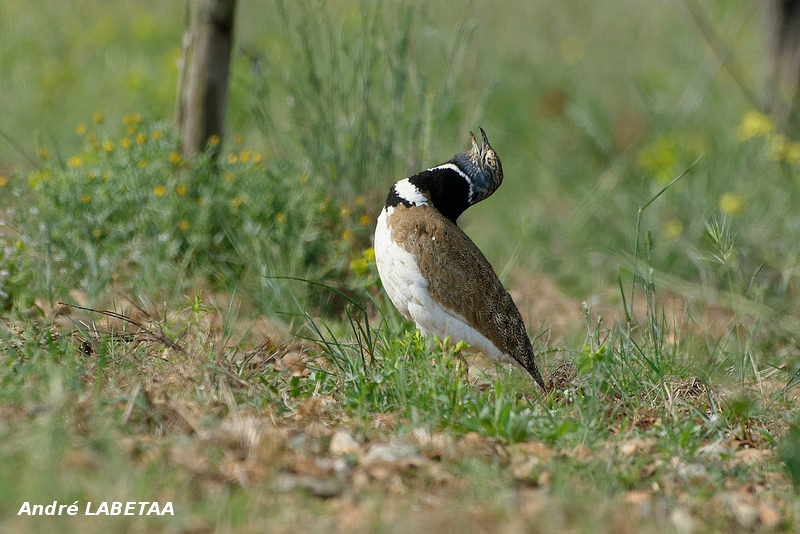 Outarde canepetière mâle lançant son chant.jpg